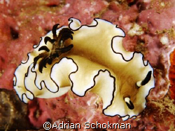 Another Beauty up Close. Anilao Philippines - Olympus E-3... by Adrian Schokman 